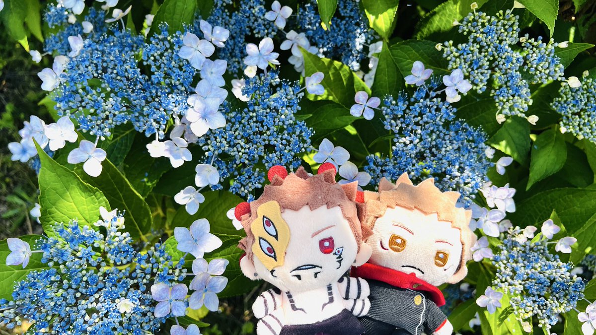 呪術265話「あの日」の紫陽花、 念願叶って2年越しにやっっっっっと