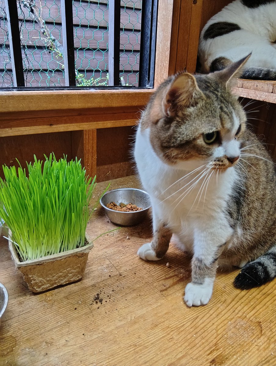 Ga9tUm's tweet photo. ちび https://t.co/vfY17ooQYq
