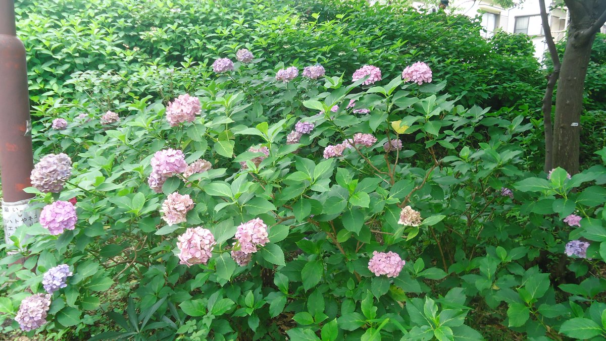 bitapee4radio's tweet photo. 今日は隣の小平市紫陽花公園隣のカフェでライブ、紫陽花まだ綺麗、池にはハスの花、山百合も。 https://t.co/TAQYDwrwPV