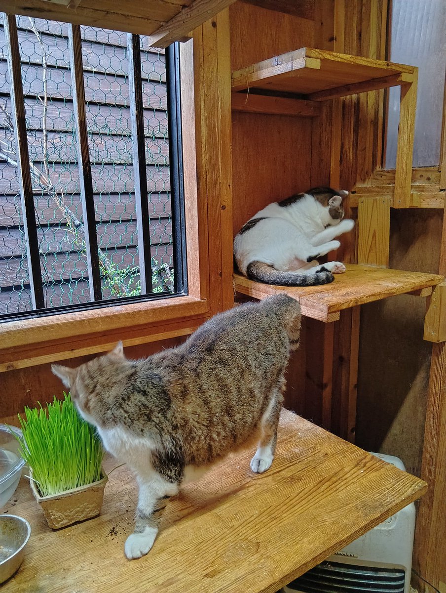 Ga9tUm's tweet photo. ちびと鼻白 https://t.co/sNPoYHEYQy