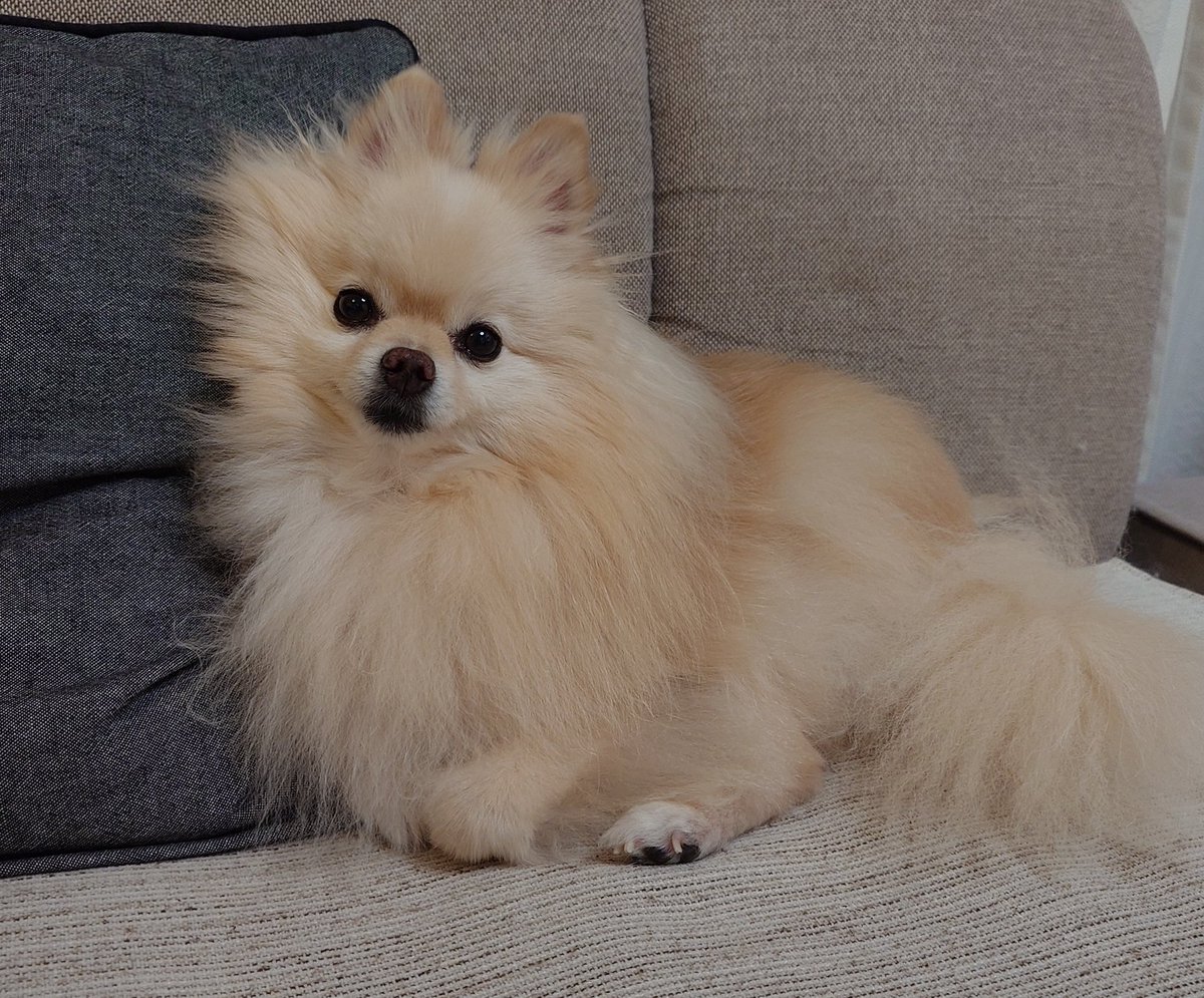 haruno1024's tweet photo. 呼んだ？って顔するソファの主🐶
#ポメラニアン #pomeranian https://t.co/ZQJKwaiYSD