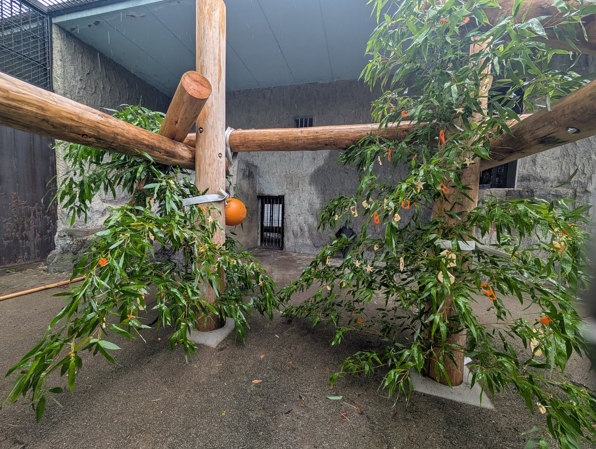kumamotocityzoo's tweet photo. #七夕 を前に、ヒグマのヒメに 笹飾りをプレゼント🐻🎋
星や花の型抜きをしたリンゴやニンジンをたくさん付けました！
すぐに笹を倒すだろうという飼育員の予想を裏切り、においを嗅いで一つ一つ選びとる様子を観察できました😉
今年も動物たちがいきいきと暮らせますように💫
#熊本市動植物園
#ヒグマ https://t.co/D6Yy0ajRGf