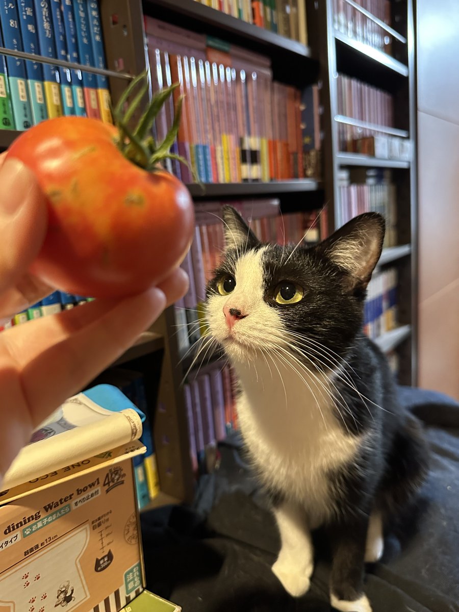 にゃも (@nyamo_nyanmo) / Posts / X