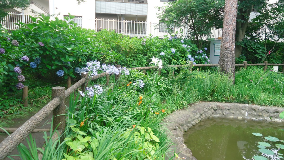 bitapee4radio's tweet photo. 今日は隣の小平市紫陽花公園隣のカフェでライブ、紫陽花まだ綺麗、池にはハスの花、山百合も。 https://t.co/TAQYDwrwPV