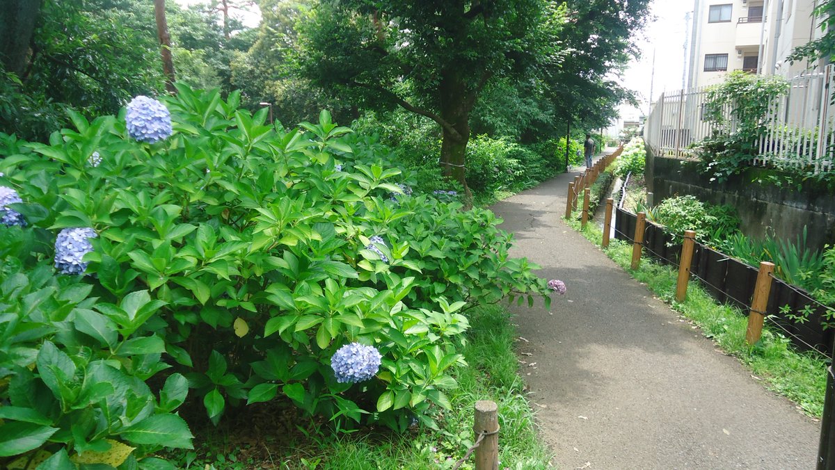 bitapee4radio's tweet photo. 今日は隣の小平市紫陽花公園隣のカフェでライブ、紫陽花まだ綺麗、池にはハスの花、山百合も。 https://t.co/TAQYDwrwPV