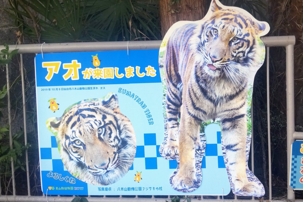 akari0233's tweet photo. 旧トラ舎でのアオの思い出　アオは40年以上の間使われてきた旧トラ舎で暮らした最後のトラになりました
＃東山動植物園　＃スマトラトラ　＃アオ https://t.co/sUOpxUBRhm