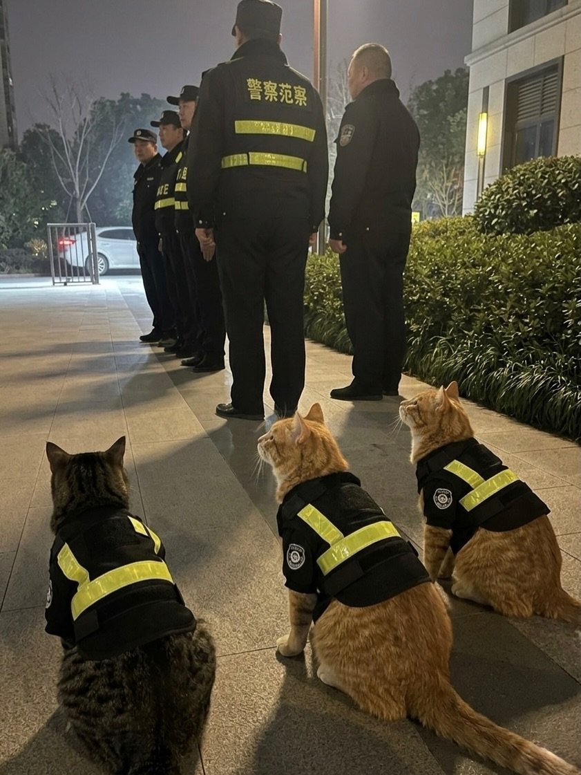 AcervoCharts's tweet photo. Em partes da China, gatos de rua são resgatados e transformados em “policiais”. https://t.co/02LnJ5nAUp