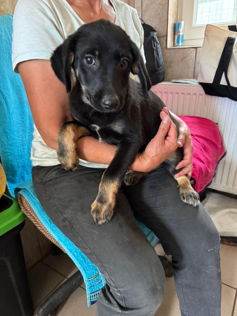 Pawprints2F's tweet photo. Romania

4 month old Monty is a ball of sunshine!☀️
Playful, curious, affectionate and always happy!
His tail never stops wagging, especially during cuddles!
He has playful energy and adores people❤️
Monty can live with dogs and we can cat and child test.

https://t.co/uLrEQRRZ9D https://t.co/vf9d8r4gIg