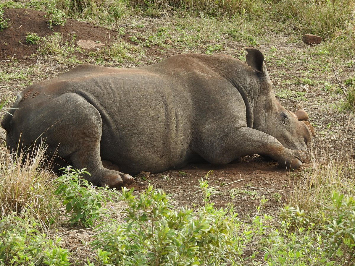 timbrowntours's tweet photo. Rhino and elephant sightings from a recent Hluhluwe-iMfolozi Day Safari from Durban.

Quiet moments. Powerful wildlife. Unforgettable memories.

🌐 https://t.co/M8rLl6ovQE⁠�

📲 +27 71 453 2781

#TimBrownTours #HluhluweSafari #Big5Safari #DurbanSafari https://t.co/Uxpc290A0f