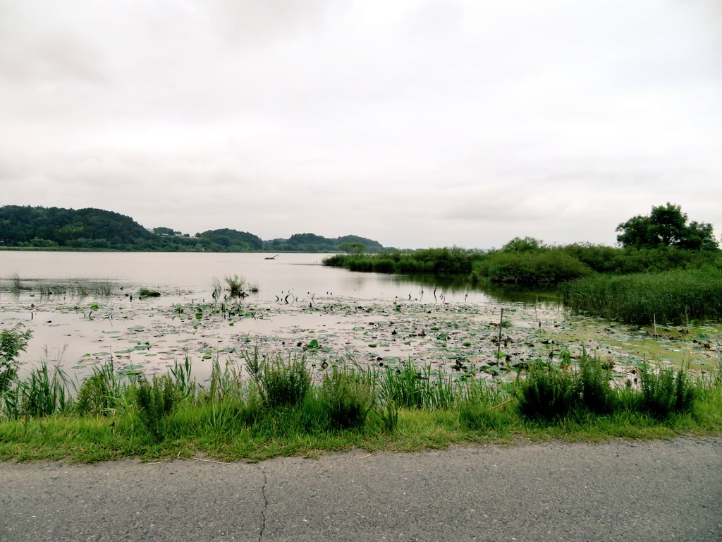 TABO_tyan's tweet photo. #伊豆沼内沼サンクチュアリセンター の蓮は咲いてましたが伊豆沼はまだです😅
水が多すぎます😅
#宮城県
#栗原市
#蓮 🪷 #ハス https://t.co/GxIPP1S3EI
