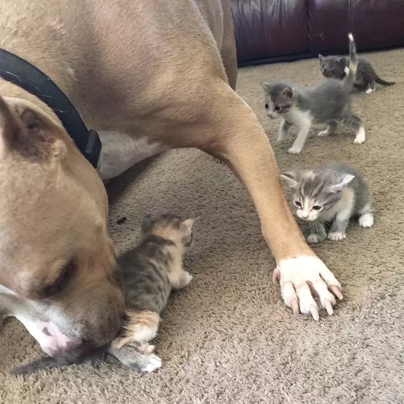 AcervoCharts's tweet photo. Pitbull apaixonado por gatos ganhou uma ninhada para cuidar e encontrou o amor que sempre procurou. https://t.co/e84qoRjXOQ