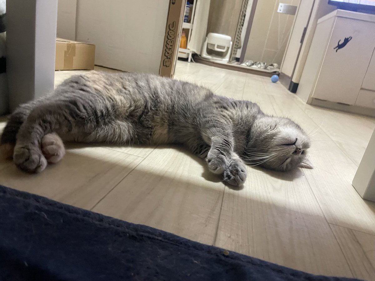 Tarimahime's tweet photo. 早く梅雨明けてほしいにゃ https://t.co/xq6tzktZfj