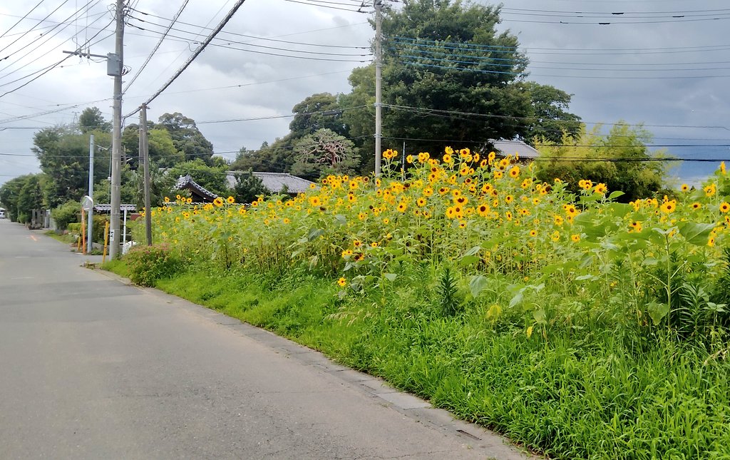t_800n's tweet photo. 年寄りは田舎が落ち着く https://t.co/7AeT0c8Qq3