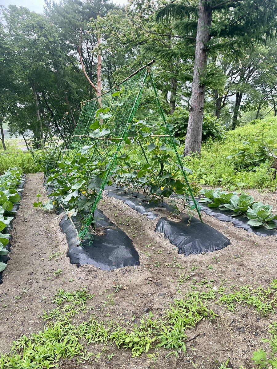 ZanManiaMono's tweet photo. 施設内をお散歩中、スタッフの方に会ってトキちゃんにどうぞと自家栽培のきゅうりいただいた🐕🥒💓
#CYMBALS #岩手県下閉伊郡岩泉町
#岩手 #岩泉町 #グランピング https://t.co/0D9bklzgv9