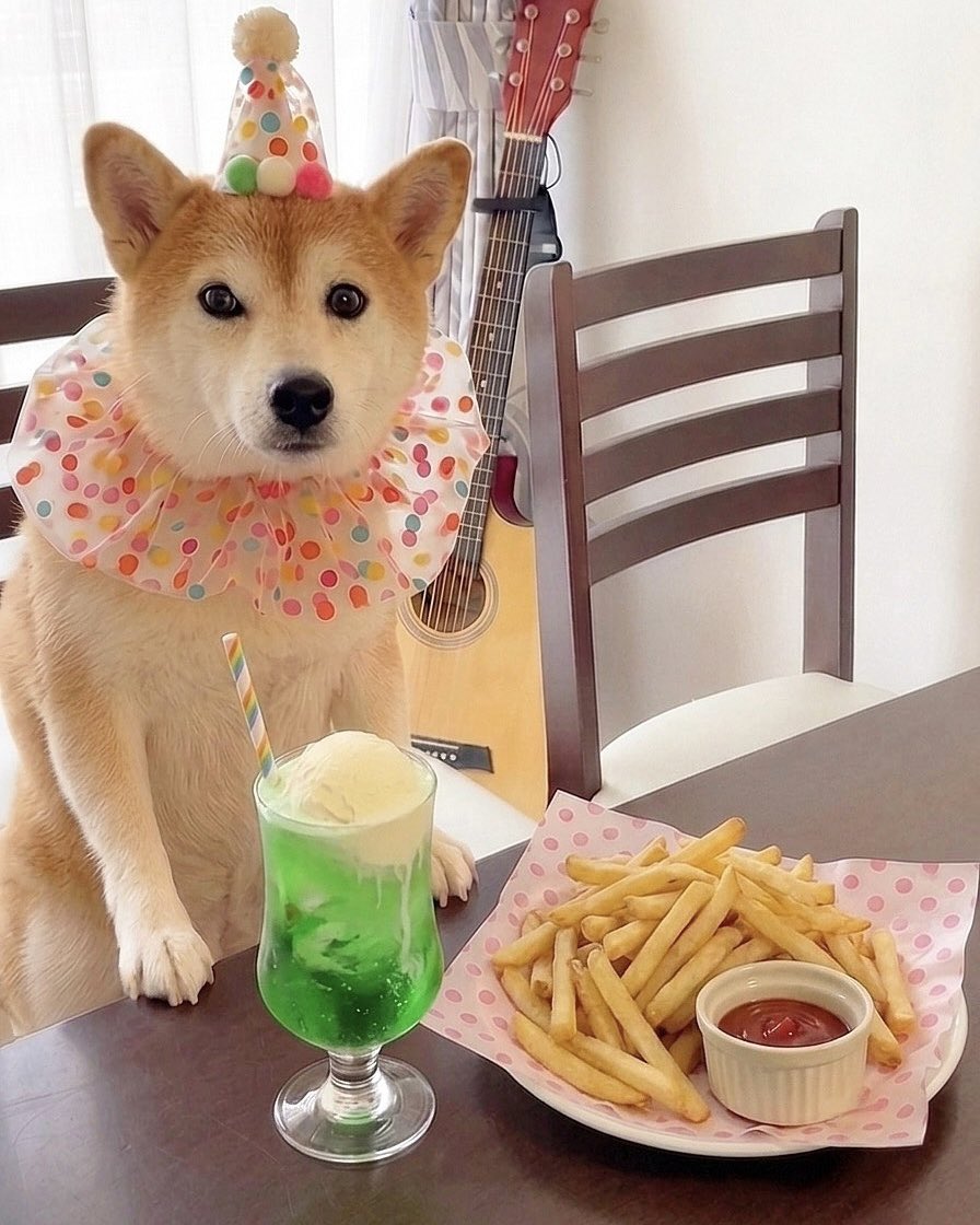 momonosekaiii's tweet photo. フォロワー 13万人まであと10人だと知り慌てて祝われる準備を整えた犬 https://t.co/B3k04sdjgD
