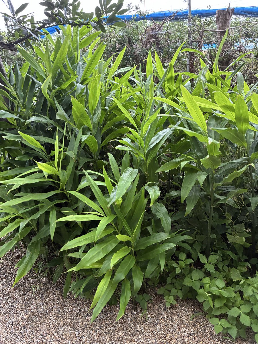 guripico's tweet photo. 庭の茗荷
モサモサの中で茗荷がポツポツ
出てました💓
花咲く前に収穫*\(^o^)/*
初物です😊 https://t.co/r8WgaoCTOK