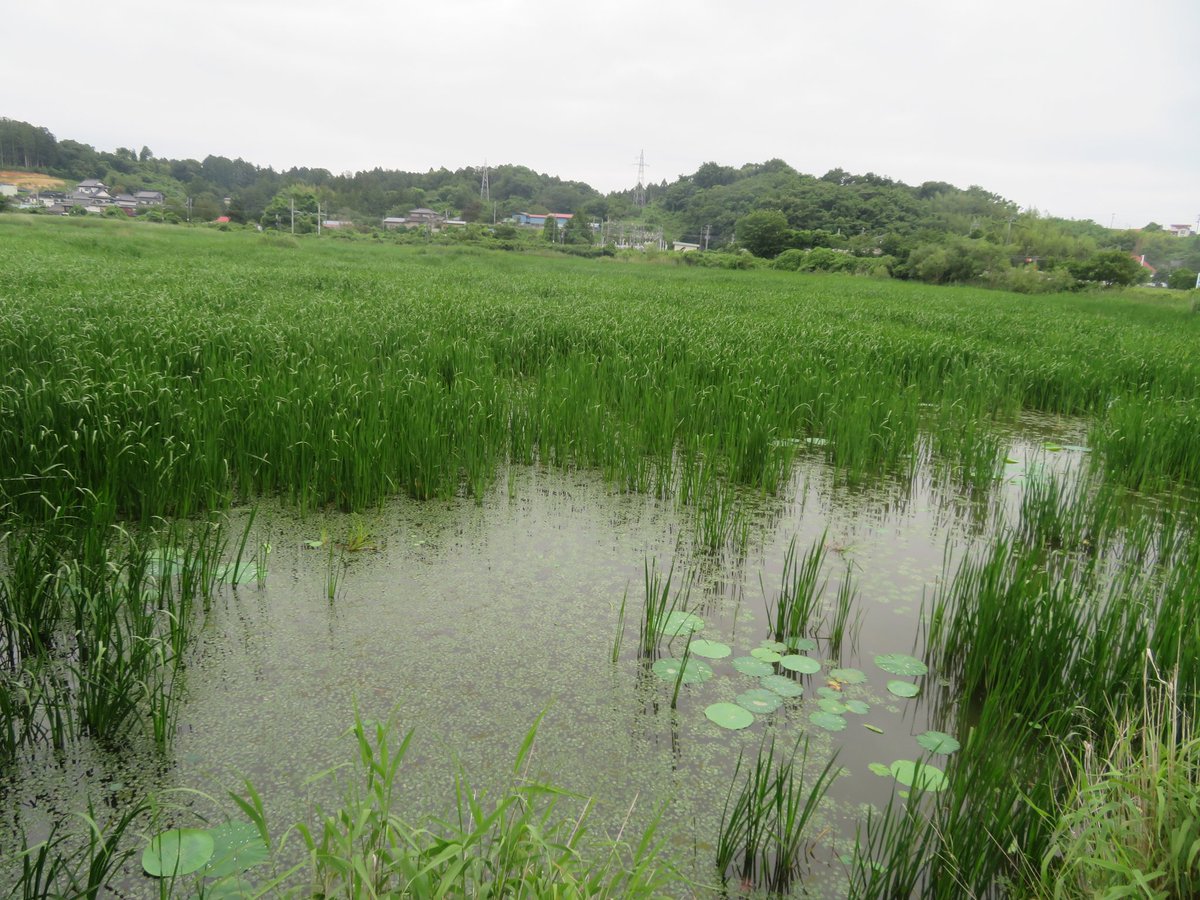 TABO_tyan's tweet photo. #登米市
#伊豆沼内沼サンクチュアリセンター
 #淡水魚館 https://t.co/QbKHY12B3h
