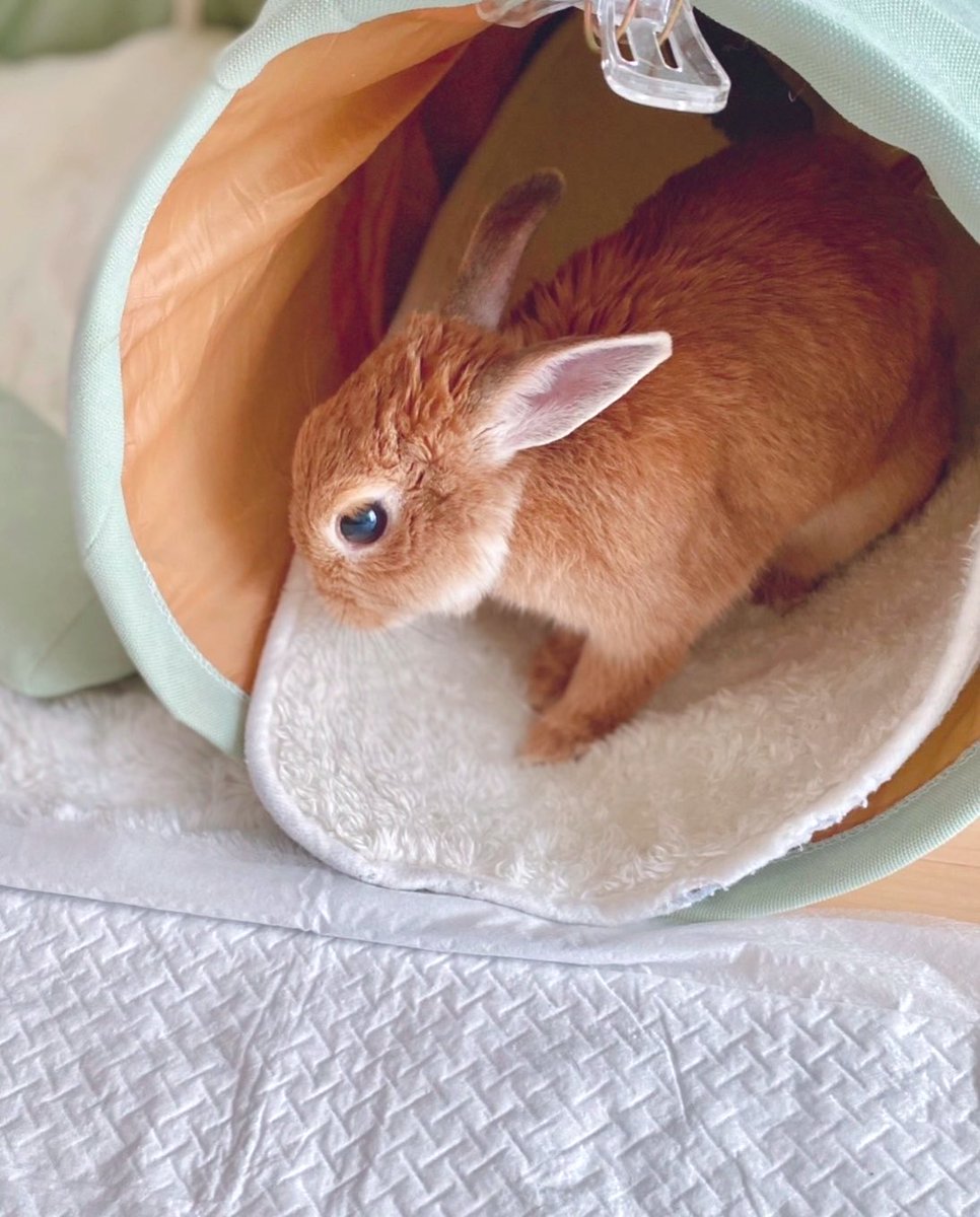 cocousa_12's tweet photo. 断捨離をしていて

ココアのトンネルにも遂にさよならをすることにした🥲

ジャバラを広げるとぽろり何かが‥

ココアのうんちでした😭💕

裏生地にハサミ入れると全部で6個出てきた✨　
盲腸糞2個♡

愛おしい置土産ありがとう🥲

動画は9才10ヶ月の時
こんなに走れていたんだね♪

#ココアお月様組 https://t.co/zd8xRf6lLp
