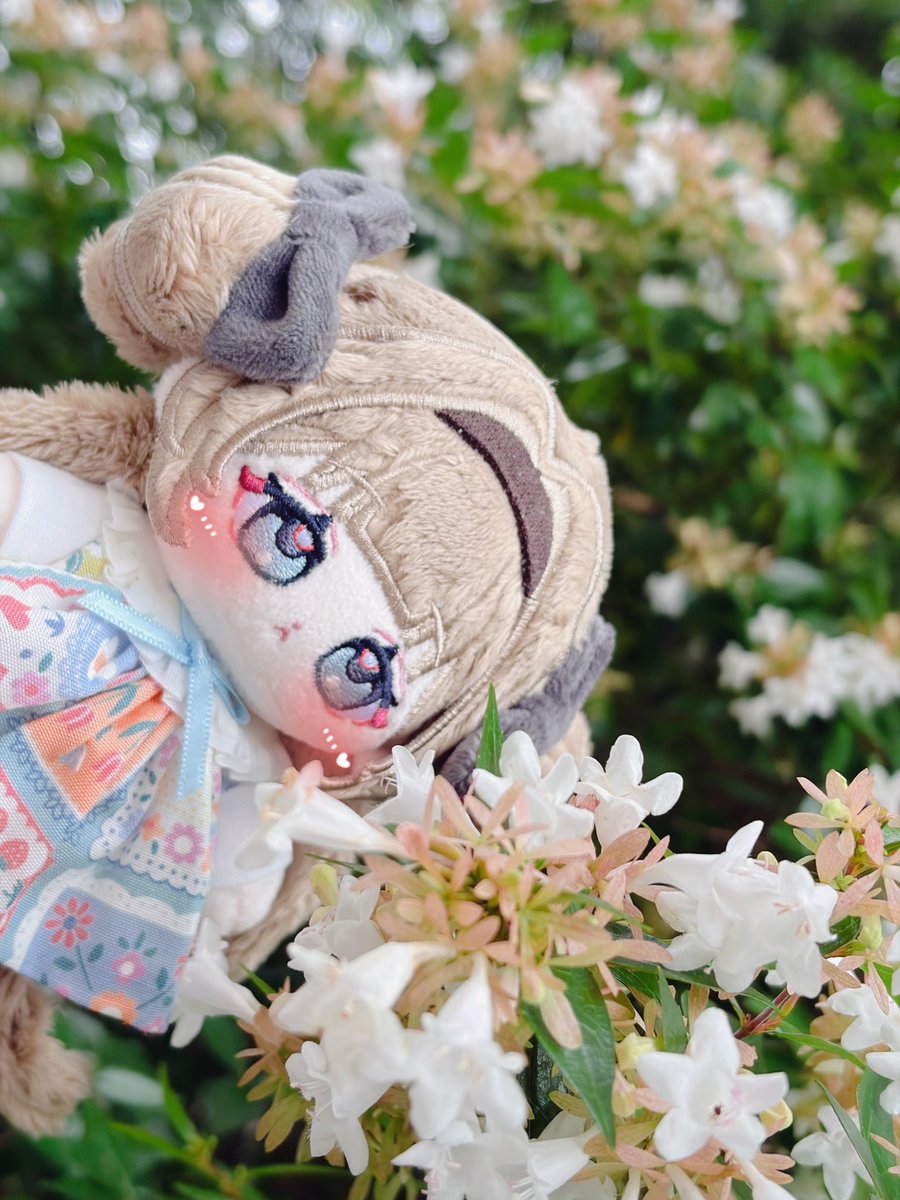 o0lab's tweet photo. こばとちゃんをお迎えしました🌷✨
この表情が大好き…🫶美人さんだね🥰
この度はありがとうございました🎶

 #tami_nui https://t.co/tUSedh71Hi