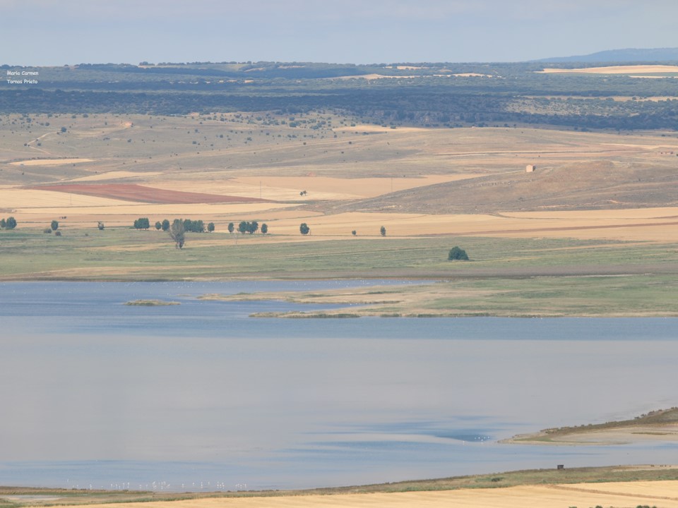 CIGALLOCANTA's tweet photo. Temperatura 🌡 a las 8h 15.6°
Buen y feliz día para todos
Sábado 4 julio 2026
#lagunaDeGallocanta https://t.co/mTnlnWJMY4