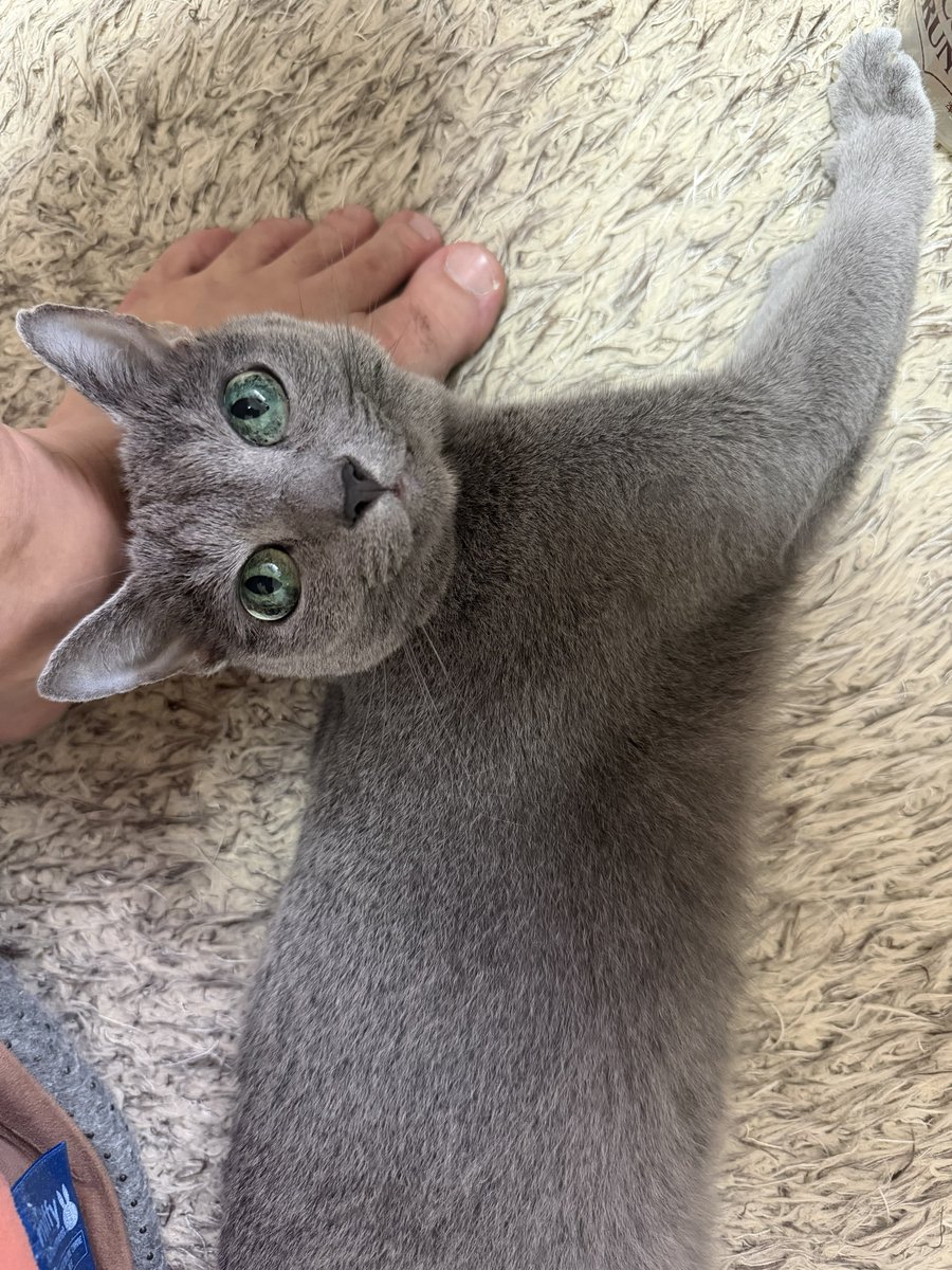 今日も帰ってきたらこれ☺️ #ロシアンブルー #猫のいる暮らし