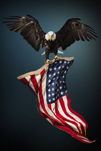 Msshr9999's tweet photo. Happy 4th July to all Americans today! Enjoy your 250th celebrations! 🎉🍾🥂 https://t.co/t8ybsbBiq6