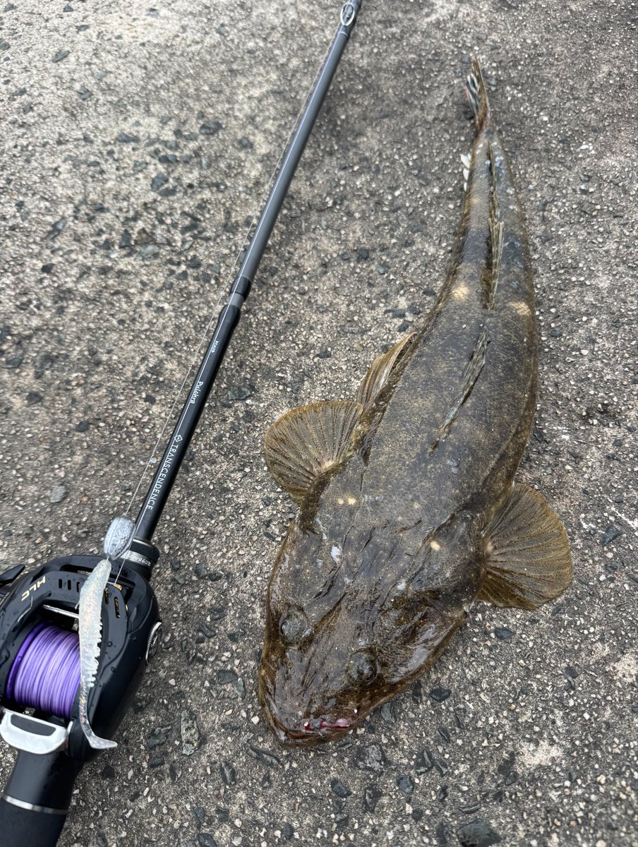 dadadada_Ver2's tweet photo. 仕切り直して別場所入るとこちらもマイワシまみれ。

いるだろうなぁと思ったら居た😂 https://t.co/MplK6HgUSi