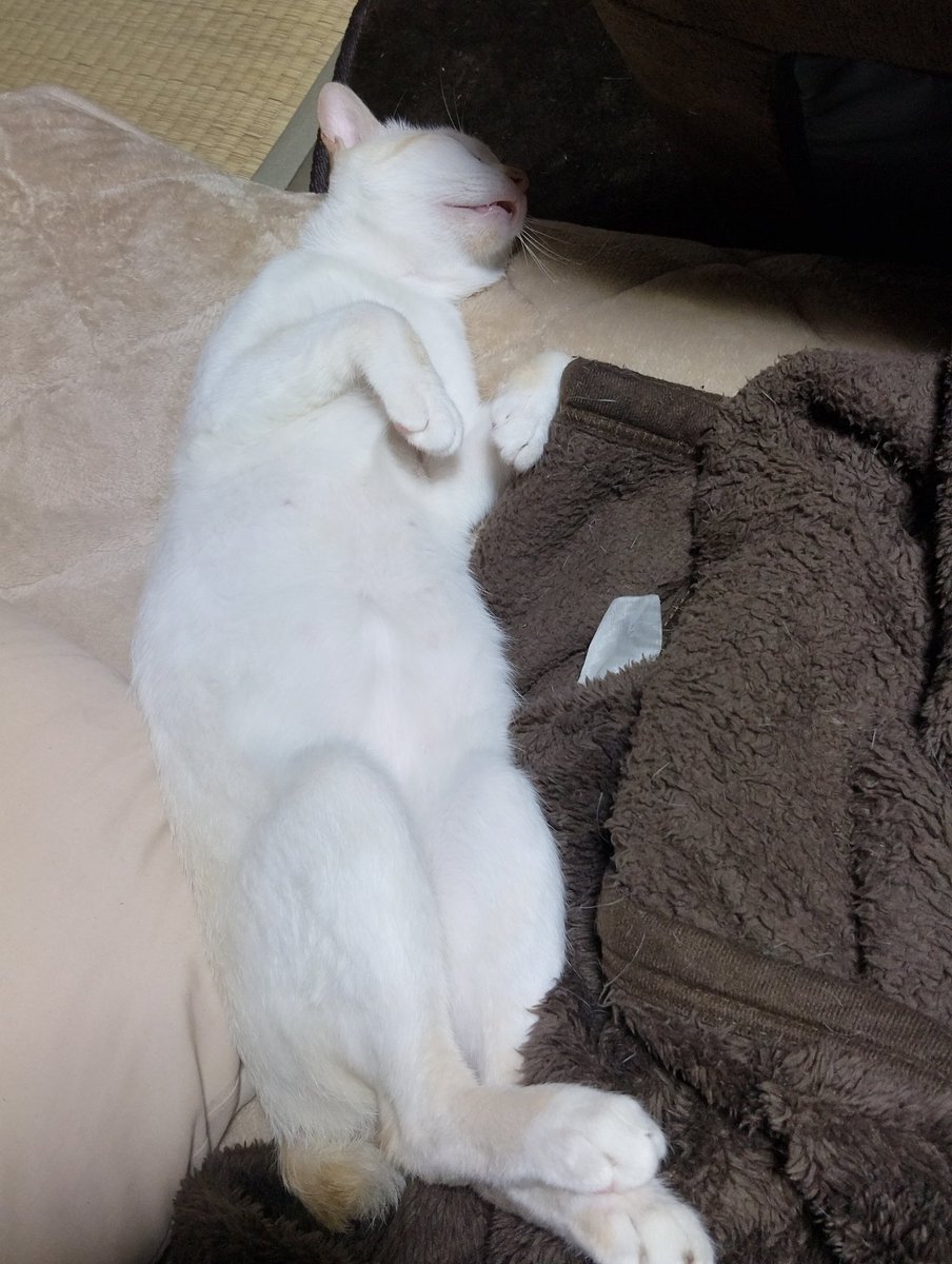 TAKA67934769's tweet photo. 大人しいなと思い心配して
覗いてみたらこの姿🐈️…笑
#明日里親さんに託します
#過保護猫茶太郎 https://t.co/Ink3d1goCv