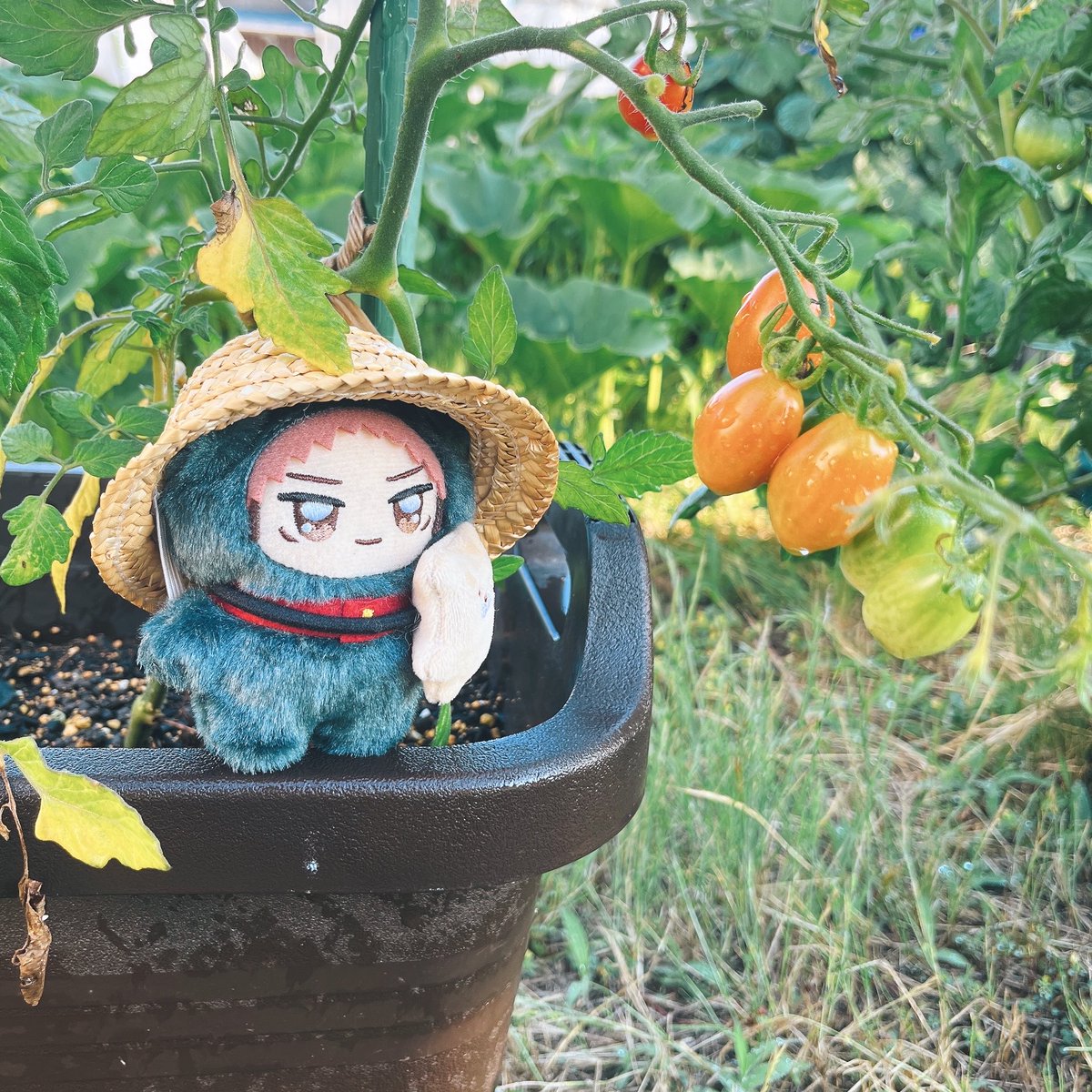 4dm93's tweet photo. おにわさんぽ🍅🎃🫑🌸 https://t.co/25gnWNQ2lE