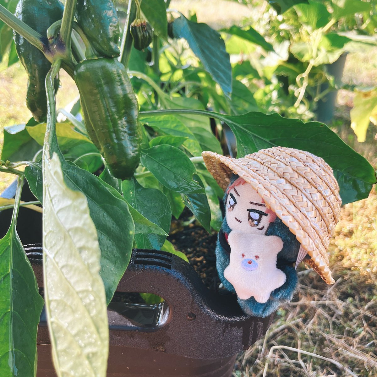 4dm93's tweet photo. おにわさんぽ🍅🎃🫑🌸 https://t.co/25gnWNQ2lE