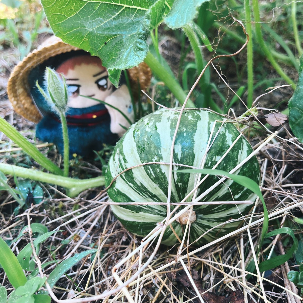 4dm93's tweet photo. おにわさんぽ🍅🎃🫑🌸 https://t.co/25gnWNQ2lE
