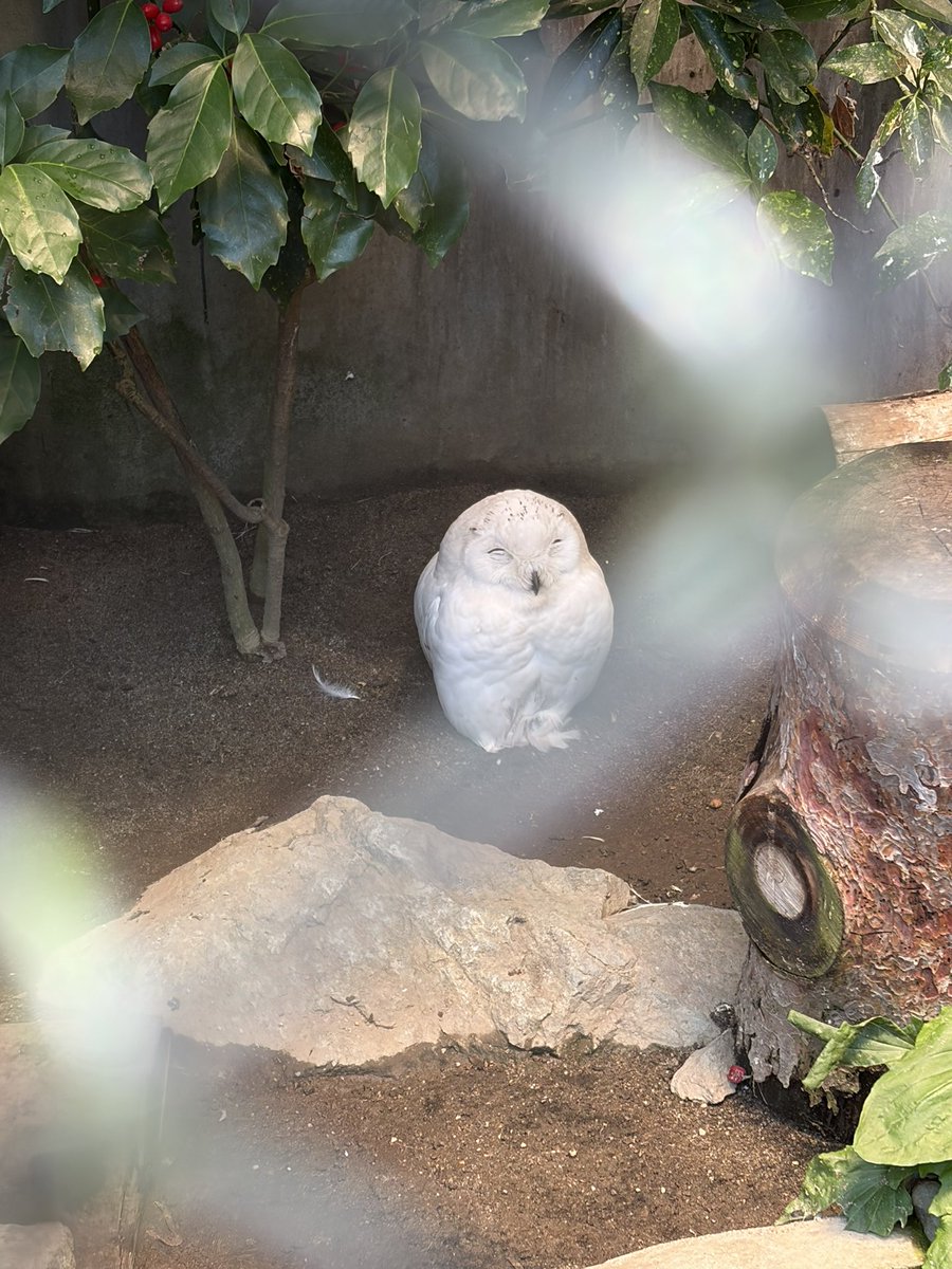 a_k_run's tweet photo. 今日は動物園ウォーキング🚶
zone1の運動って事で。
あとは温泉泊まってサウナで暑熱順化 https://t.co/SPFCncMGA4