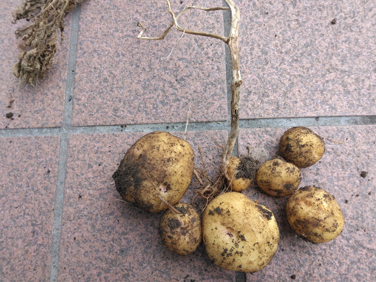 boku_waruo's tweet photo. 完全に草が枯れたのを見計らって、じゃがいもを収穫。種芋が野菜くずなのであんまり期待していなかったが…。案外収穫できて満足。一番大きいジャガイモでもスーパーで買える物と比べると小ぶりといわざるをえないけど、種芋も土も肥料も全て生ゴミなので元手ゼロってことを考えると十分成功だと思う。 https://t.co/f80YguX61e