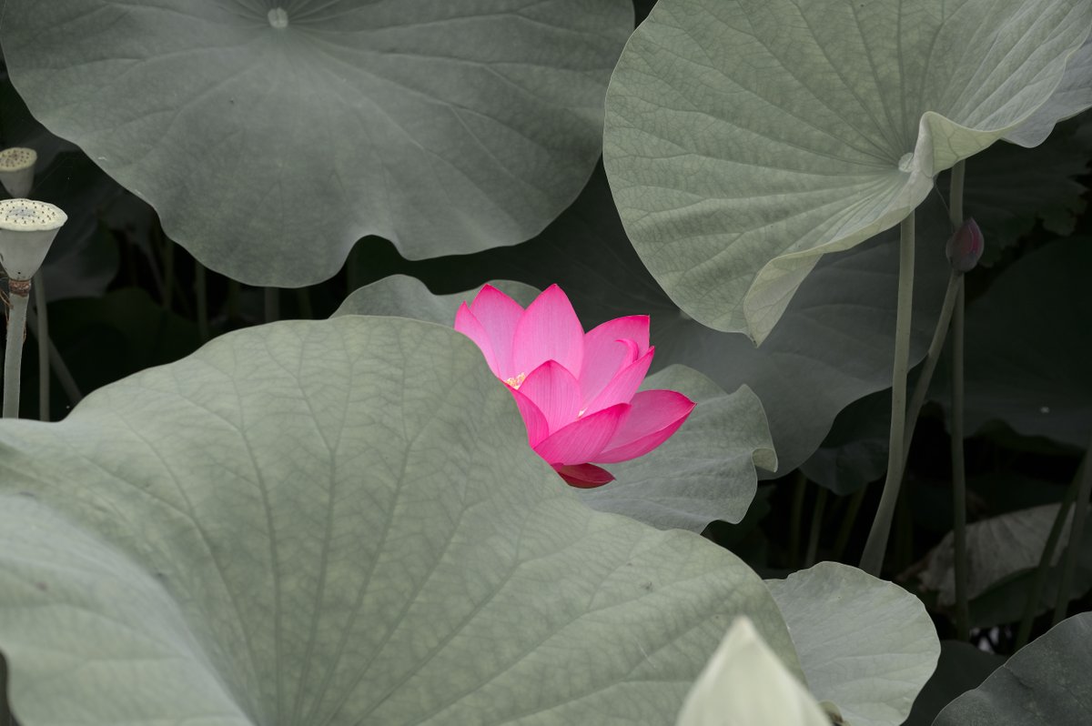 tw_kazamiya's tweet photo. #風景写真 #写真好きな人と繋がりたい #写真撮ってる人と繋がりたい #ファインダー越しの私の世界 #nxstudio #花が好きな人と繋がりたい https://t.co/k6WxZffrvB