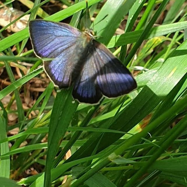 StroudStory's tweet photo. Six years ago, apparently, and as it's just popped up on my fb memories, and I confess I haven't seen one since! A Purple hairstreak drying out below the oak trees on a #Suffolk common - once was a #Butterflyday! https://t.co/3CTydoEqXO