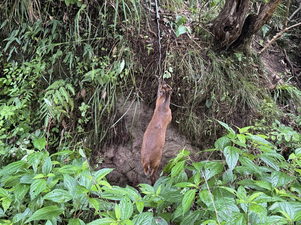 RYOUSHI_KOUBOU's tweet photo. 原田の住む地域は相変わらず獣で溢れかえっております…今月も順調に捕獲を行なっています…

市の依頼で獣害に困る方のお宅へ現調に行ったところ…猪にそこら中を蹂躙されはちゃめちゃにされていました…

旦那様が亡くなり畑や田んぼも耕作放棄地となりお年を召した奥さんではもうどうする事も出来ない状況…おそらく全国の中山間地域で同じような問題が起こっているのでしょう…

人口が減りコンパクトシティー化が進み空家や耕作放棄地が増える…高度成長期に人口が増えて本来苦手である急峻な山岳地域に追いやられた獣たちの逆襲がはじまっているのでしょう…元に戻って来たともいえますし…

原田たちは粛々と獣を捕獲していくのですが…減らした先に何をしていくのか…農地の復活とかセットでやらなければ意味が無いような…