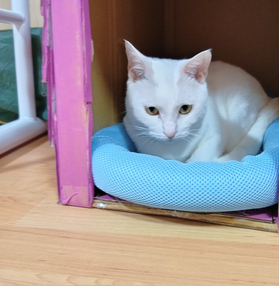 soubisyouko's tweet photo. うちのグループホームの男子棟の方がつくってくれたおかゆハウス。カワイ好きでわ！？
#ねこ好き 
#ねこ宿 https://t.co/aCwiN2xUOd