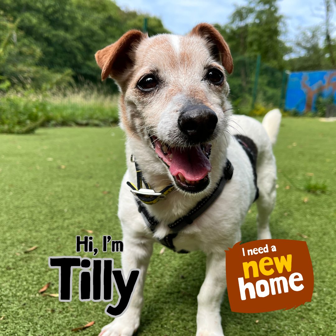 DT_Ilfracombe's tweet photo. Tilly is a fourteen-year-old Jack Russell Terrier. She is a sweet older lady who is looking for a cosy retirement home. 💛🐶💛
📍@DogsTrust #Ilfracombe 

👉 https://t.co/z3f8xb1Q3A 🏡

#ADogIsForLife #AdoptADog https://t.co/0r2ngCzWIQ