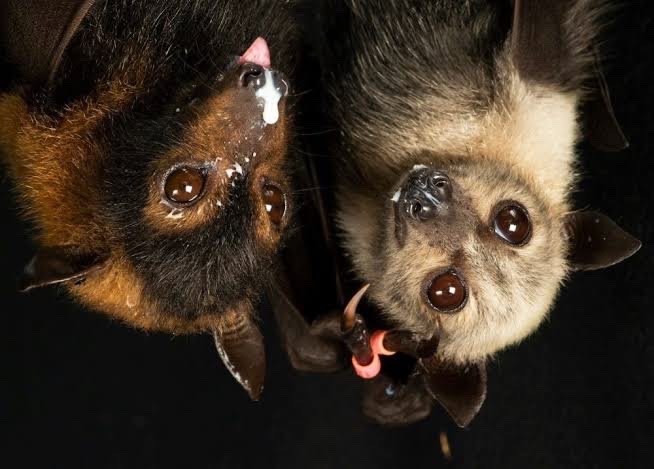 urgoregff's tweet photo. happy baturday cuties 🦇🖤 https://t.co/dG7sXQbXmT