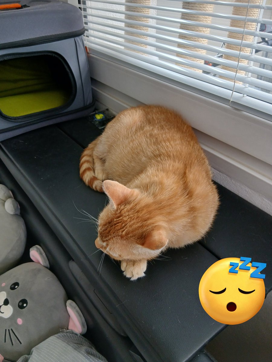 Lena_Voce's tweet photo. 🧡 We have a new member of the pack 🧡. His owner passed away and he ended up on the street. He's a little shy for now.. https://t.co/mQk17LAESg