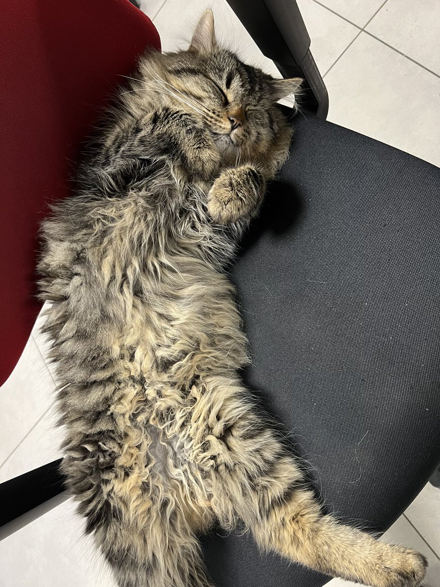 Stephane_SNCF's tweet photo. Au Landy sud on a récupéré 4 chats de gouttières 
on les nourri,on s en occupe, ils dorment chez nous, mais ils restent des chats sauvage qui seraient malheureux si ils étaient enfermés. 
On a un petit 5ème qui commence à venir et oui à la @GroupeSNCF on aime les animaux https://t.co/c7pw6gwVnv