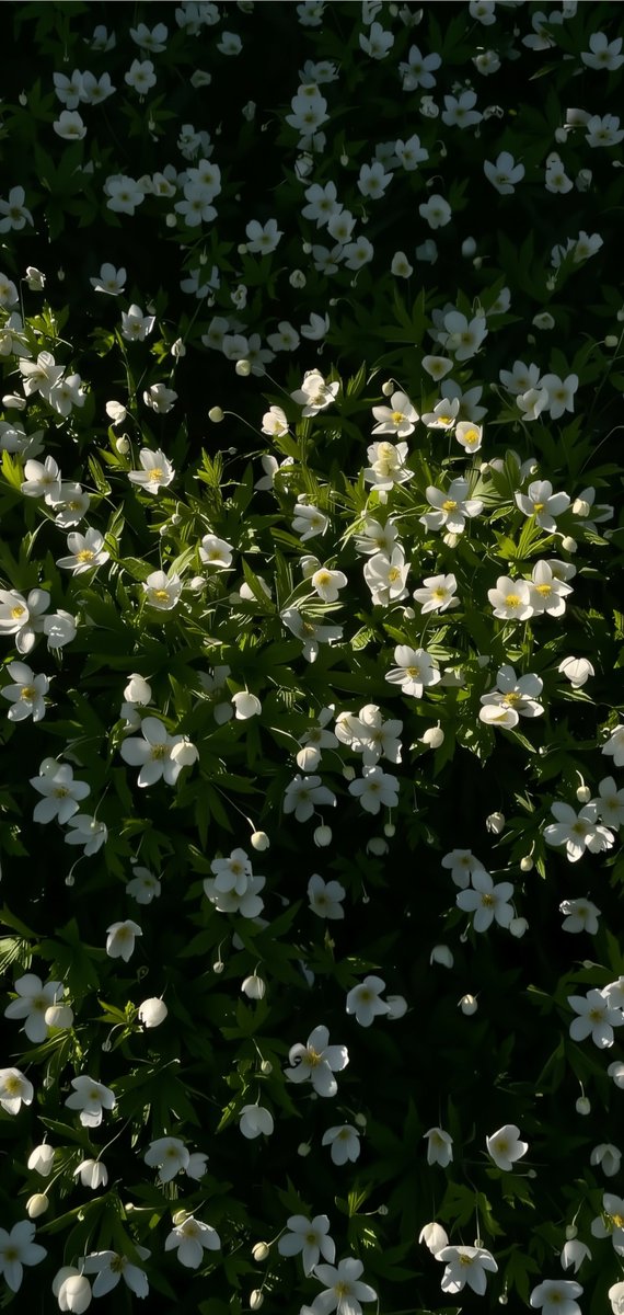 Nythis110929's tweet photo. Meadow Anemone 🌿 https://t.co/iLEIq6JQvj