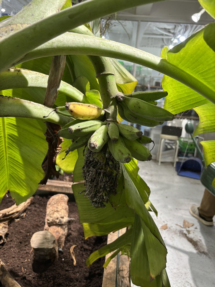 dorcus_atsu's tweet photo. ﾊﾞﾅｰﾅｰ!🍌╭ Ꙭ╮ʕʘ̅͜ʘ̅ʔ
黄色くなりました https://t.co/8Xk5gZOW4n