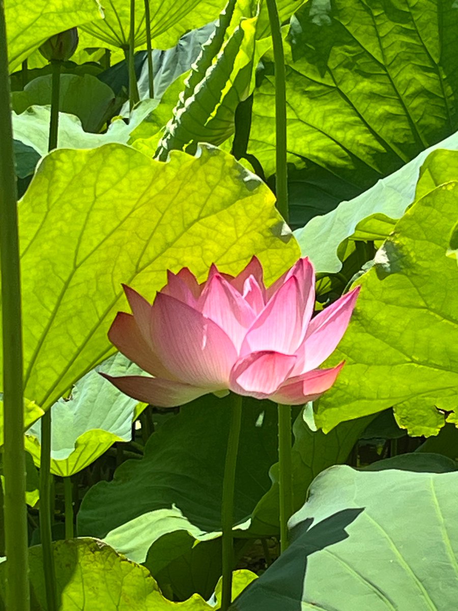 Violetai5's tweet photo. 月日の流れる時間は速く

あっという間に７月を迎えました

６月末に夏詣へ

茅の輪をくぐって半年の穢れを祓って無病息災や厄除けを祈りました

水無���も食べたよ

蓮の花も綺麗だったな

今宵の酒の肴は

鳥手羽元のオレンジジュース煮ね

#お家ご飯 #茅の輪くぐり #水無月
#蓮の花 https://t.co/hWxWhvLrBO
