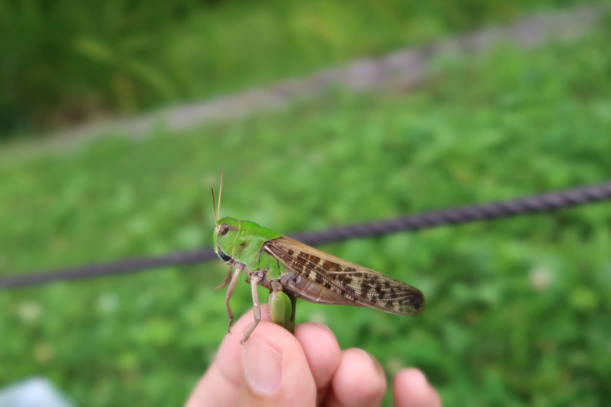 ARAMA_Rokko's tweet photo. 今日は近くの公園で1時間虫取りチャレンジした
【バッタ】
・ショウリョウバッタ・トノサマバッタ
・マダラバッタ・イボバッタ

いっぱいおった https://t.co/PcaGaoMjap