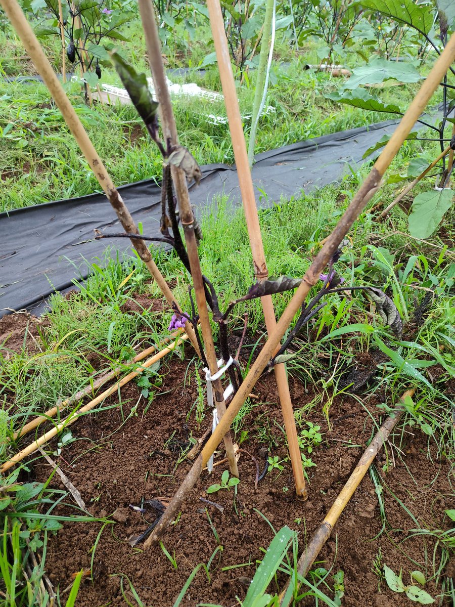 FLSTF1999R2's tweet photo. 根腐れ
長雨のせいで根腐れを起こしたナスの対処をしています。
まず水分を吸い上げれない状態なので葉や枝、実をできるだけ落としました。あと、根の両サイドの土をほぐすようにスコップで起こし遮光ネットで保護しました。
今の所、枯れずに頑張ってくれてます。まだまだ雨が多いので心配です。 https://t.co/xxleWJ3O2Q