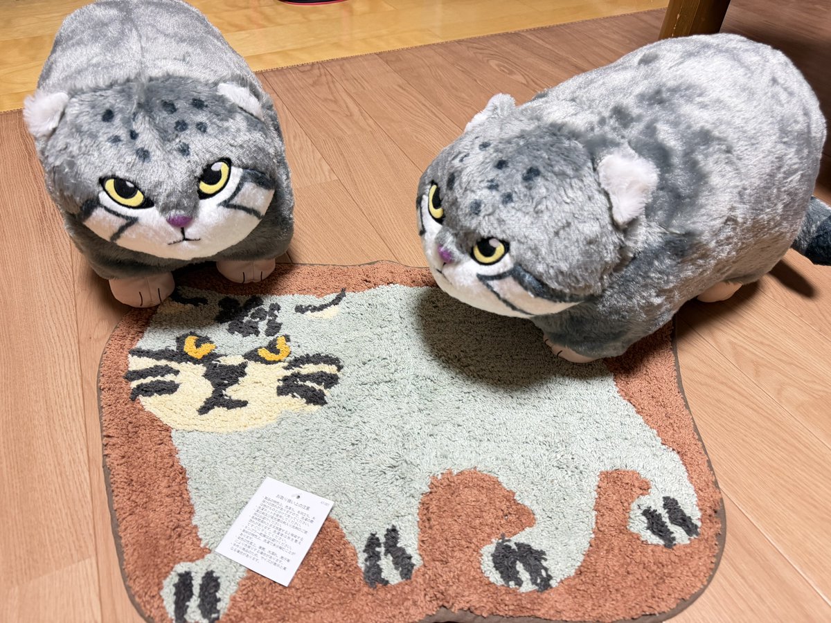 maco_neco's tweet photo. むげん堂にいたので連れ帰って来たー😆 https://t.co/WNvEX8vZXE