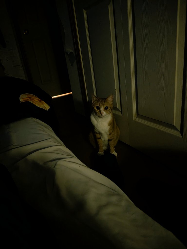 kimucoro1's tweet photo. ใใใใใใใ ใใใ ใใใ
#SakuraCat #EartippedCat #CatsOfJapan https://t.co/aTGcwyQhGt