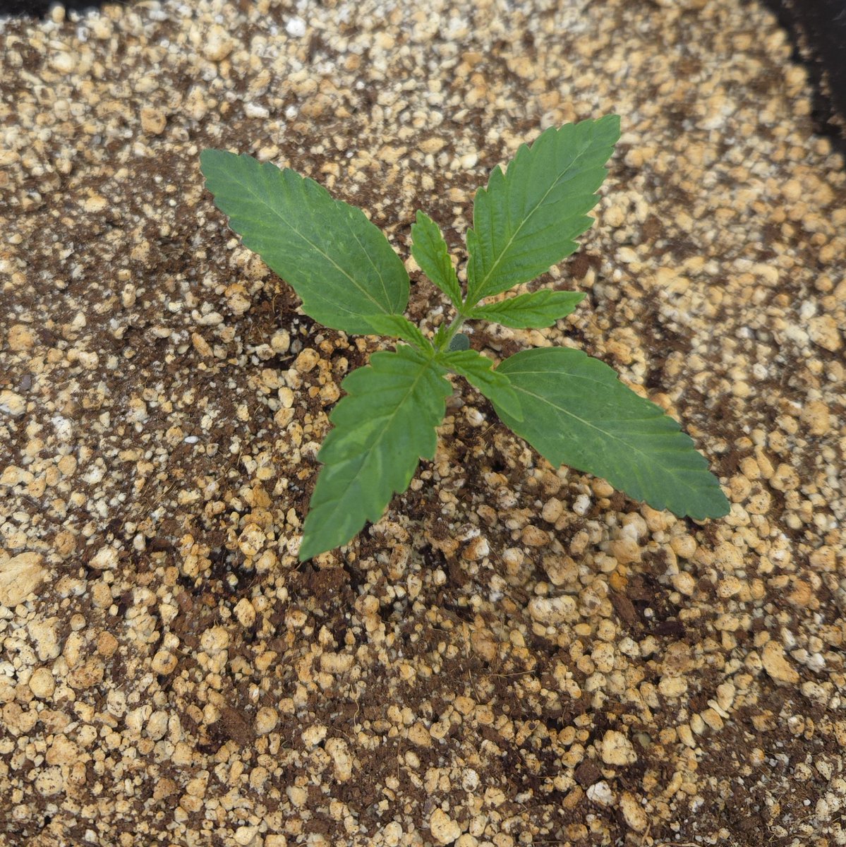 kclightup's tweet photo. Daily update on the @beleaf_cannabis Nine Lions S1 in the @autopotgarden_usa 3.9 gallon system.
Using #koshernutrients
Lighting #secretled SL-760
Temps 82-85°
Humidity 65-68% https://t.co/wHmXHN6oFG