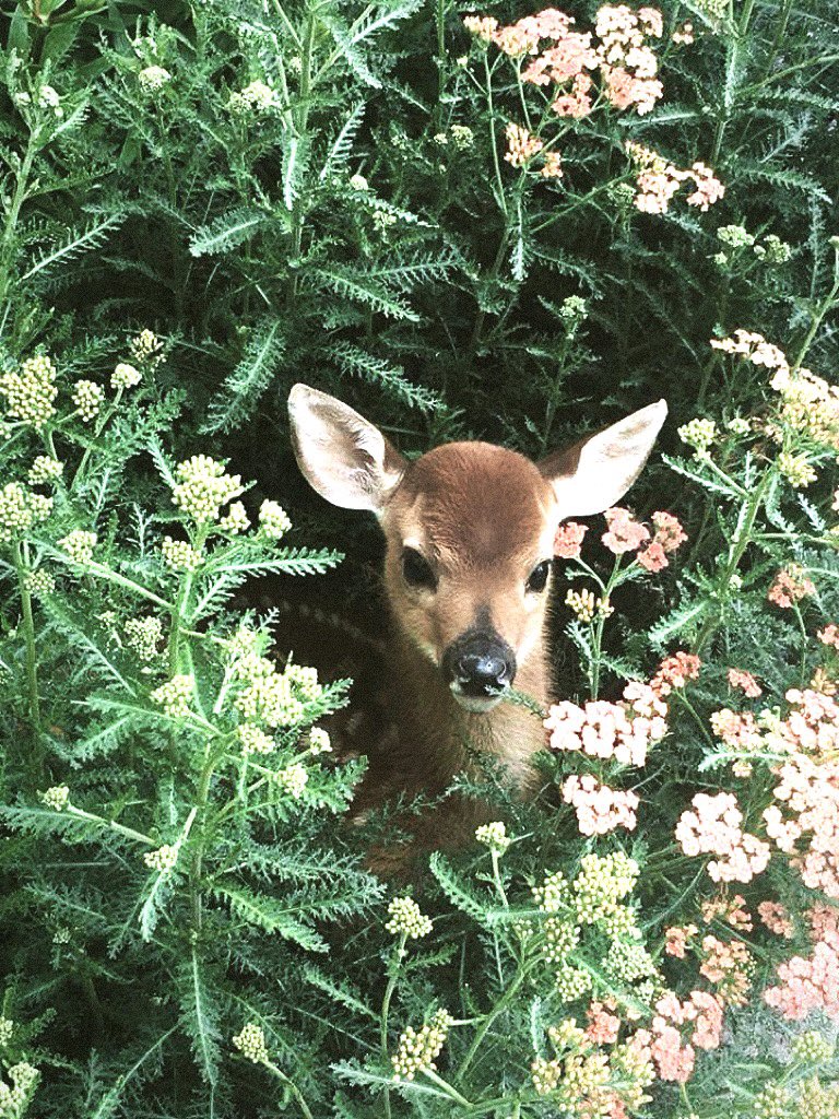Haniyyih's tweet photo. #Huening_bahiyyih ༄˖°.🍃.࿔*:･🦌˚ ༘ https://t.co/NXfUMGgXLO